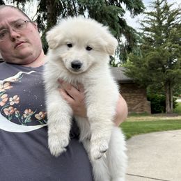 Boy puppy 4 - White male Berger Blanc Suisse puppy in Orland Park, Illinois from Starfyre Berger Blanc Suisse