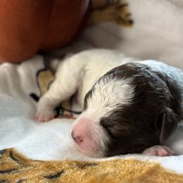 Hazel - White female Lagotto Romagnolo puppy in Lubbock, Texas from Tesoro Riccio