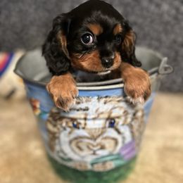 Gunner - Black and tan male Cavalier King Charles Spaniel puppy in Atoka, Oklahoma from Rohus Puppies