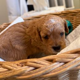 Miller - Brown male Maltipoo puppy in South Jordan, Utah from Ollie-Pop Paws Breeding