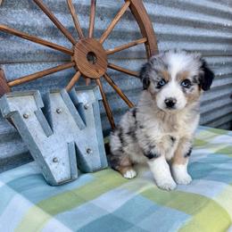 Cookie - Blue merle male Miniature Australian Shepherd puppy in Checotah, Oklahoma from Wild Outlaw Aussies