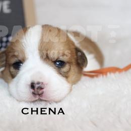 American Corgi puppies from Patriot Corgis