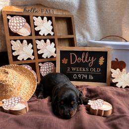 Dolly - Black and tan female Dachshund puppy in Russellville, Arkansas from River Valley Daschunds