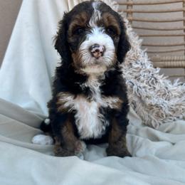 Ophelia - Sable female Bernedoodle puppy in New River, Arizona from Sonoran Standard Doodles