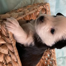 Toy Australian Shepherd Puppies from Canaan Mountain Aussies