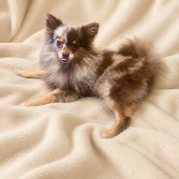 Eevee - Pomeranian