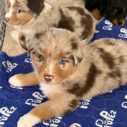 Cider - Red merle male Miniature Australian Shepherd puppy in Apache Junction, Arizona from Circle T Mini Aussies