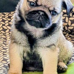 Girl 2 - Fawn female Pug puppy in Spokane, Washington from Blue Haven Stable