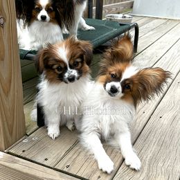 Papillon Puppies from Holly Huxford