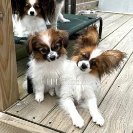 Papillon Puppies from Holly Huxford