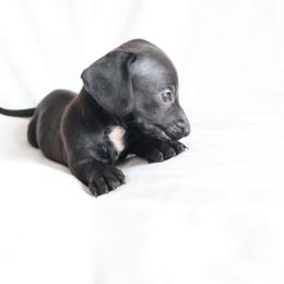 Odie - Black male Dachshund puppy in Fredericksburg, Ohio from William's Dachshunds