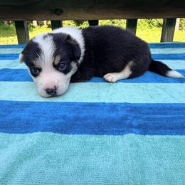 Cantore - Black and white male Cardigan Welsh Corgi puppy in Bland, Missouri from Shadey Lane Corgis