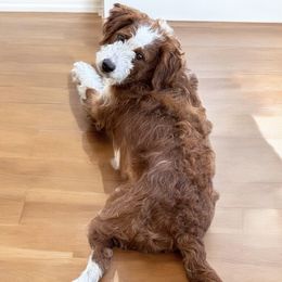 Bernie - Bernedoodle