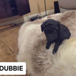 Dubbie - Black male Poodle puppy in Hesperia, California from Sweetie Pie Poodles