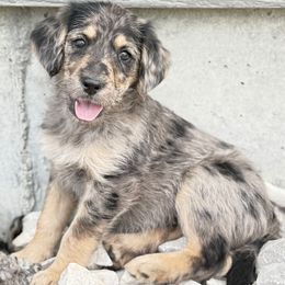 Dusty - Merle female Goldendoodle puppy in Billings, Montana from Rising Star Doodles