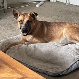 Reba - Australian Cattle Dog