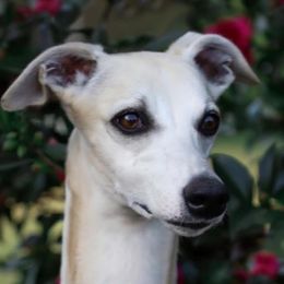 Whippets from Skyline Whippets