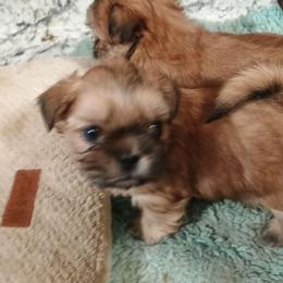 Bubbles - Sable female Shih Tzu puppy in Austin, Minnesota from Bearpaw Shih Tzus