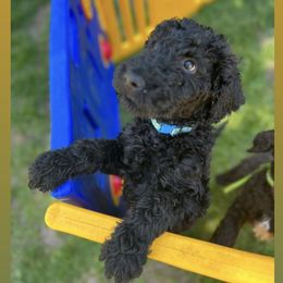 Poodle Puppies from Sarah’s Standards
