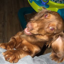 Charlie - Dachshund
