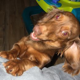Charlie - Dachshund