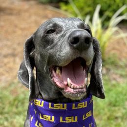 Blakeley - Weimaraner