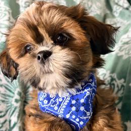 Randy - Red male Shih Tzu puppy in Hemet, California from Aloha Shih Tzu