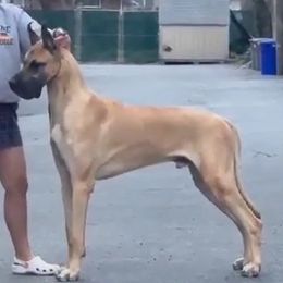 Lorenzo - Great Dane