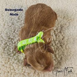 Renegade - Red  male Goldendoodle puppy in Peyton, Colorado from Grace N Faith Doodles