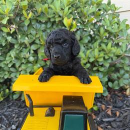 AKC Apollo - Red - Black male Poodle puppy in Baytown, Texas from Charlotte & Co. Miniature Poodles