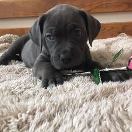 Cane Corso Puppies from Ruby Mountain Royalty