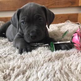Cane Corso Puppies from Ruby Mountain Royalty