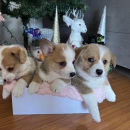 Pembroke Welsh Corgi Puppies from Tran's CorgiLand