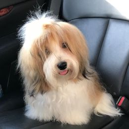 Harley - Havanese