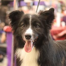 Arrow - Seal male Border Collie puppy in Lakeview, Michigan from Haven Creek Farm
