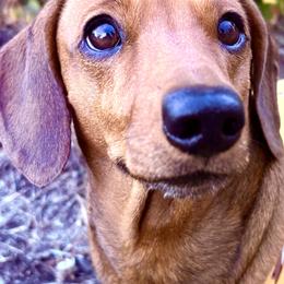 Jojobeans - Dachshund