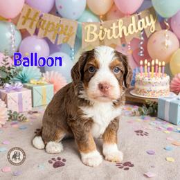 Balloon - Chocolate merle male Bernedoodle puppy in Banner Elk, North Carolina from Walnut Tree Bernedoodles