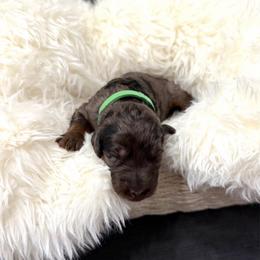 Clay Calloway - Merle male Goldendoodle puppy in Spokane, Washington from Goldendoodles on the Prairie
