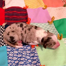 Angel - Red merle female Australian Shepherd puppy in Harrah, Oklahoma from Kamm's Aussies