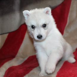 Vulpix - Gray and white female Siberian Husky puppy in Le Sueur, Minnesota from Tevana Siberians LLC