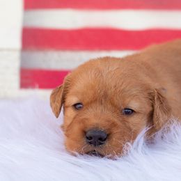 Golden Retriever Puppies from SK Golden Retrievers