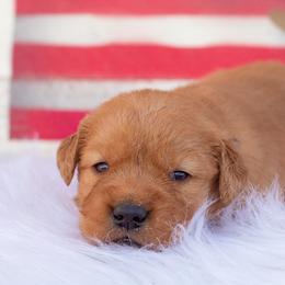 Golden Retriever Puppies from SK Golden Retrievers