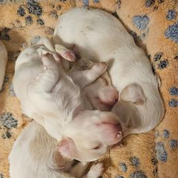Galinda - Cream female Dachshund puppy in Pocasset, Massachusetts from Dachs of the Bay