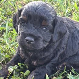 Josie - Black female Cockapoo puppy in Gay, Georgia from That’s My Puppy