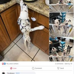 Dalmatian Puppies from Lone Star Dalmatians