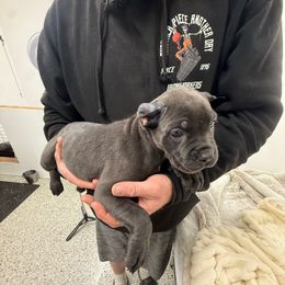Pink callor - Gray female Cane Corso puppy in Morgan Hill, California from Corso Empire