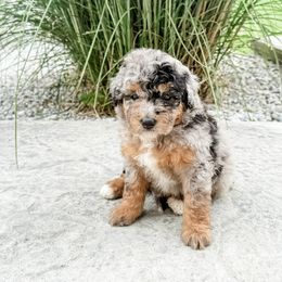 POP - Blue merle male Aussiedoodle puppy in Sharpsburg, Georgia from Steindoodles