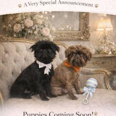Brussels Griffon puppies from Baringer Brussels