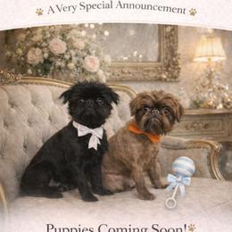 Brussels Griffon puppies from Baringer Brussels