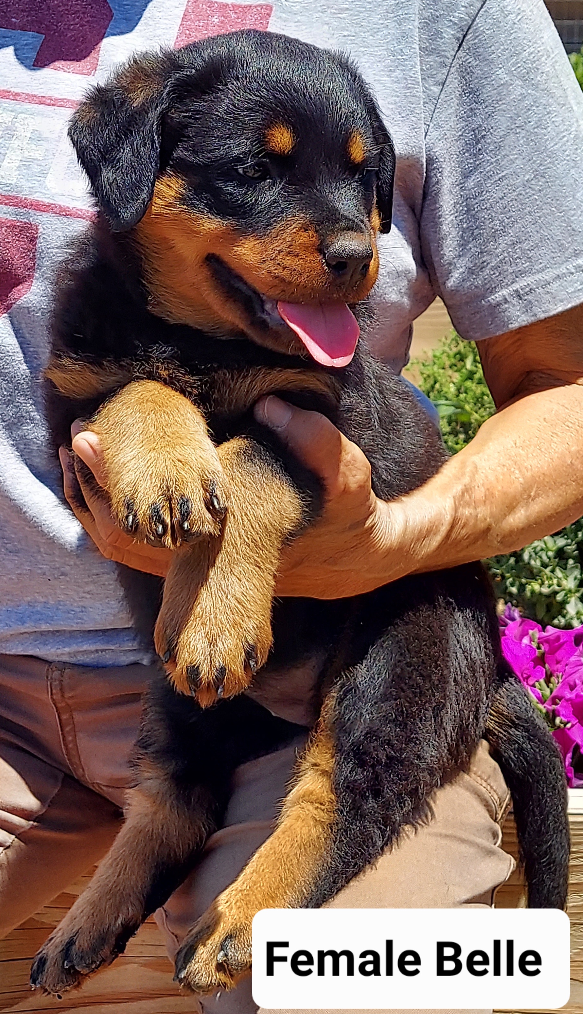 "Belle is a very sweet and active girl." Rottweiler Puppies from Kennel vom Hause Locher